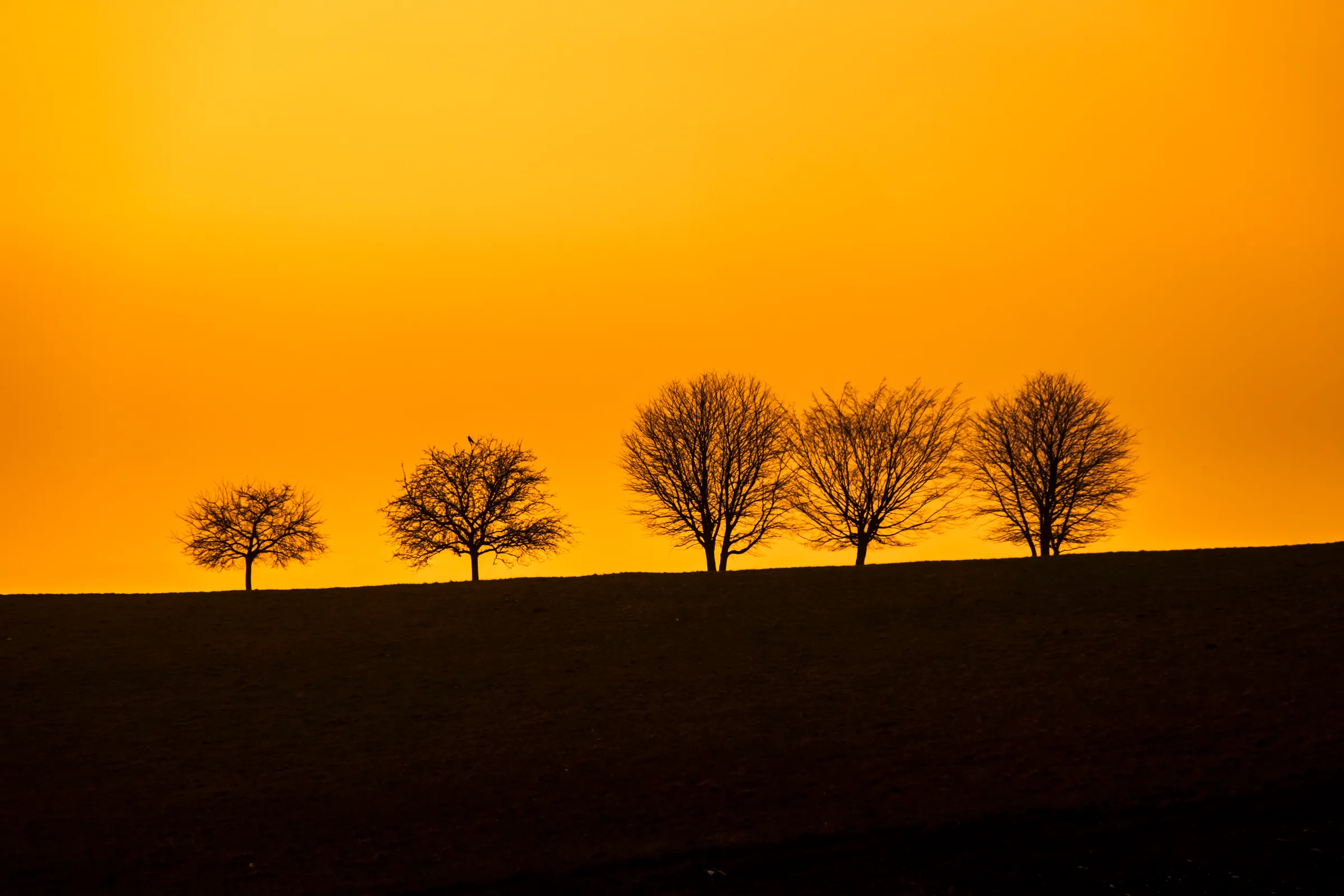 Four silhouetted trees on a hill at sunset with vibrant orange sky.