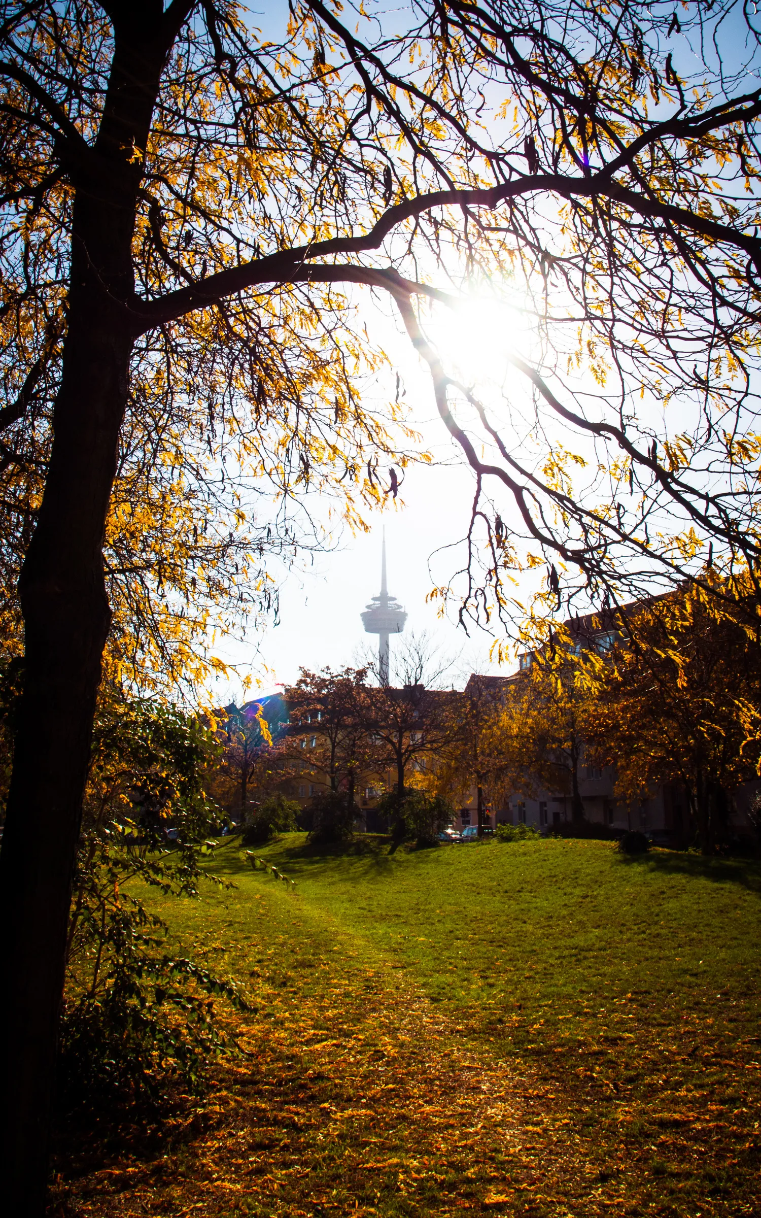 Sunlight filtering through autumn leaves, illuminating a park with visible tower in background.
