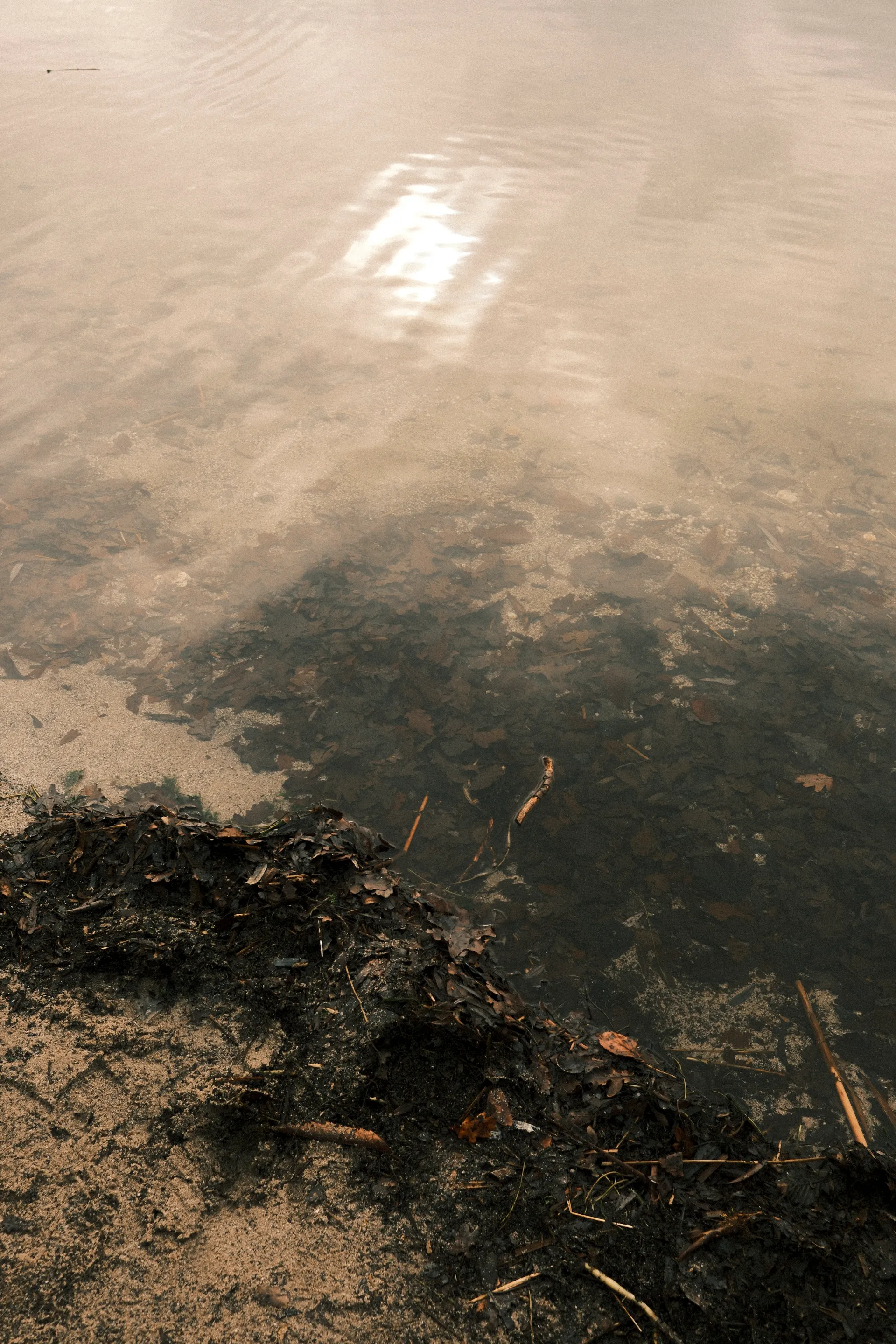 Sunlight reflecting on murky water with submerged branches and leaves, creating intricate patterns.
