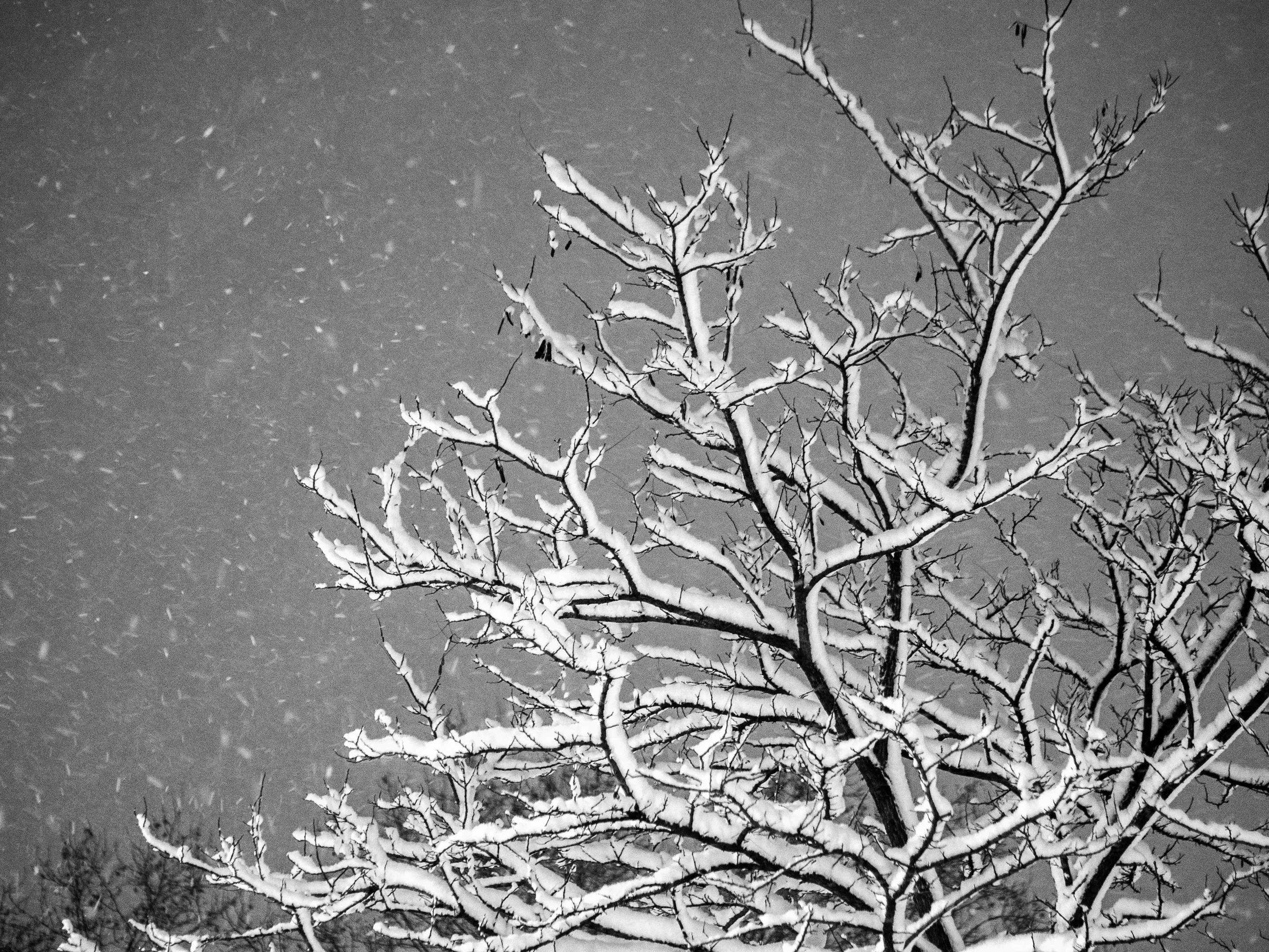 A snow-covered tree with branches outlined by heavy snowfall, set against a dark sky in black and white.