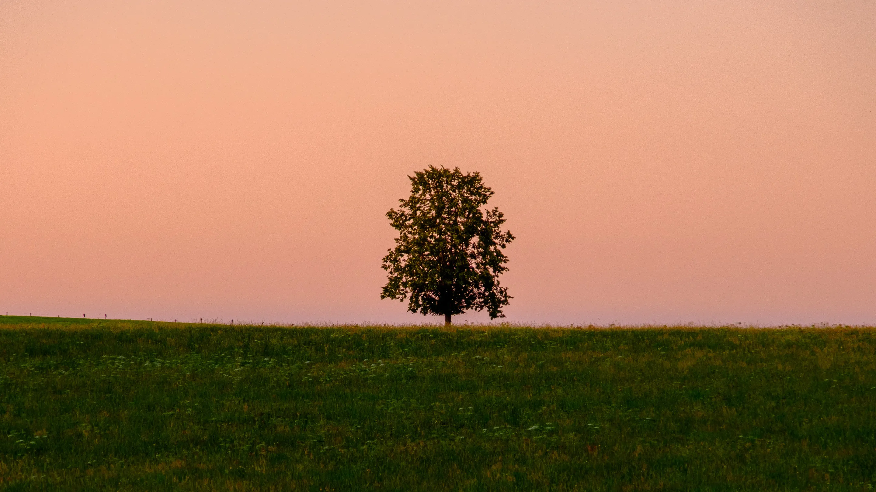 Lone tree silhouetted at sunset in a green field.