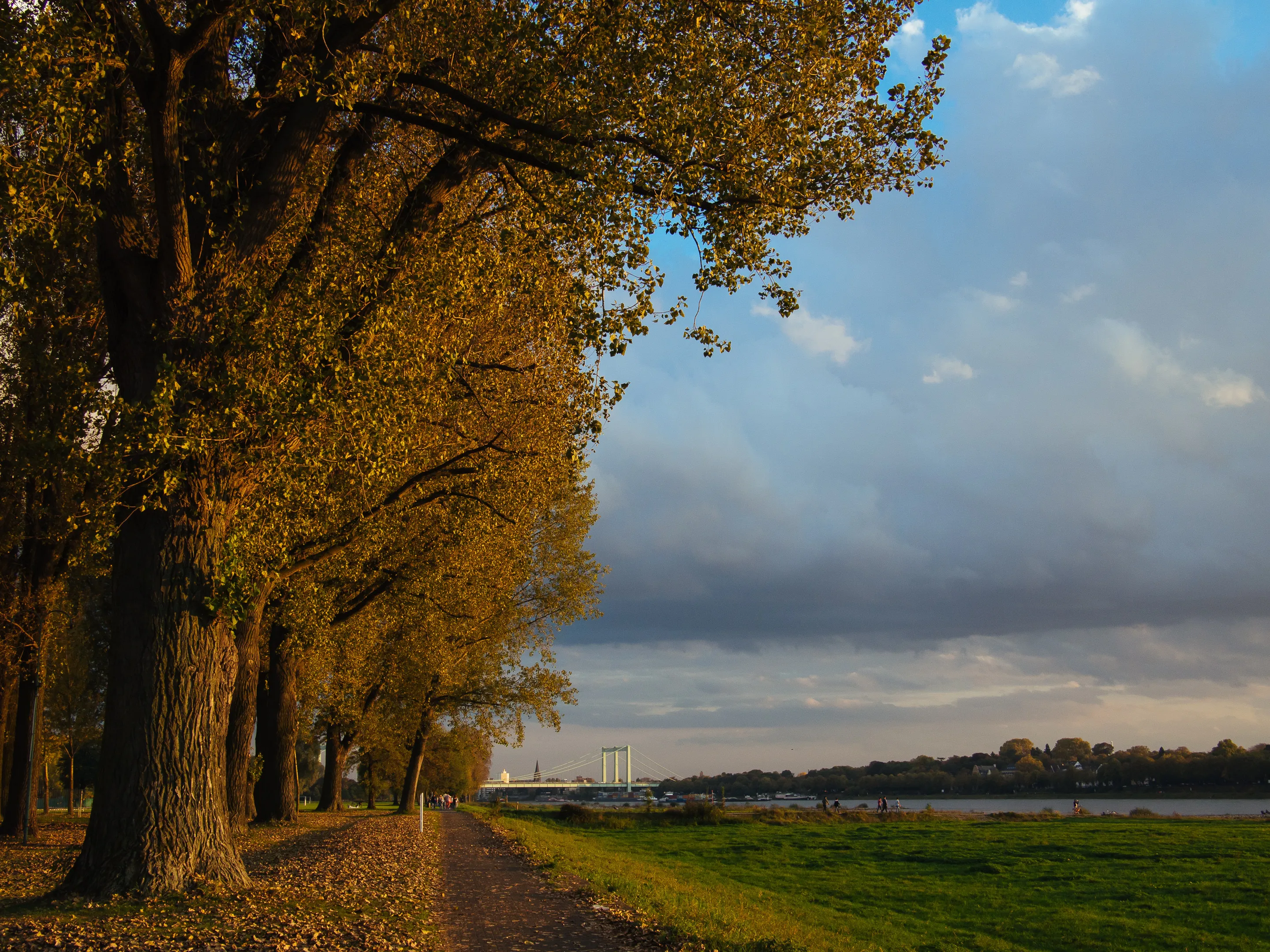 A tree-lined path with autumn leaves leading to a body of water and a cloudy sky.