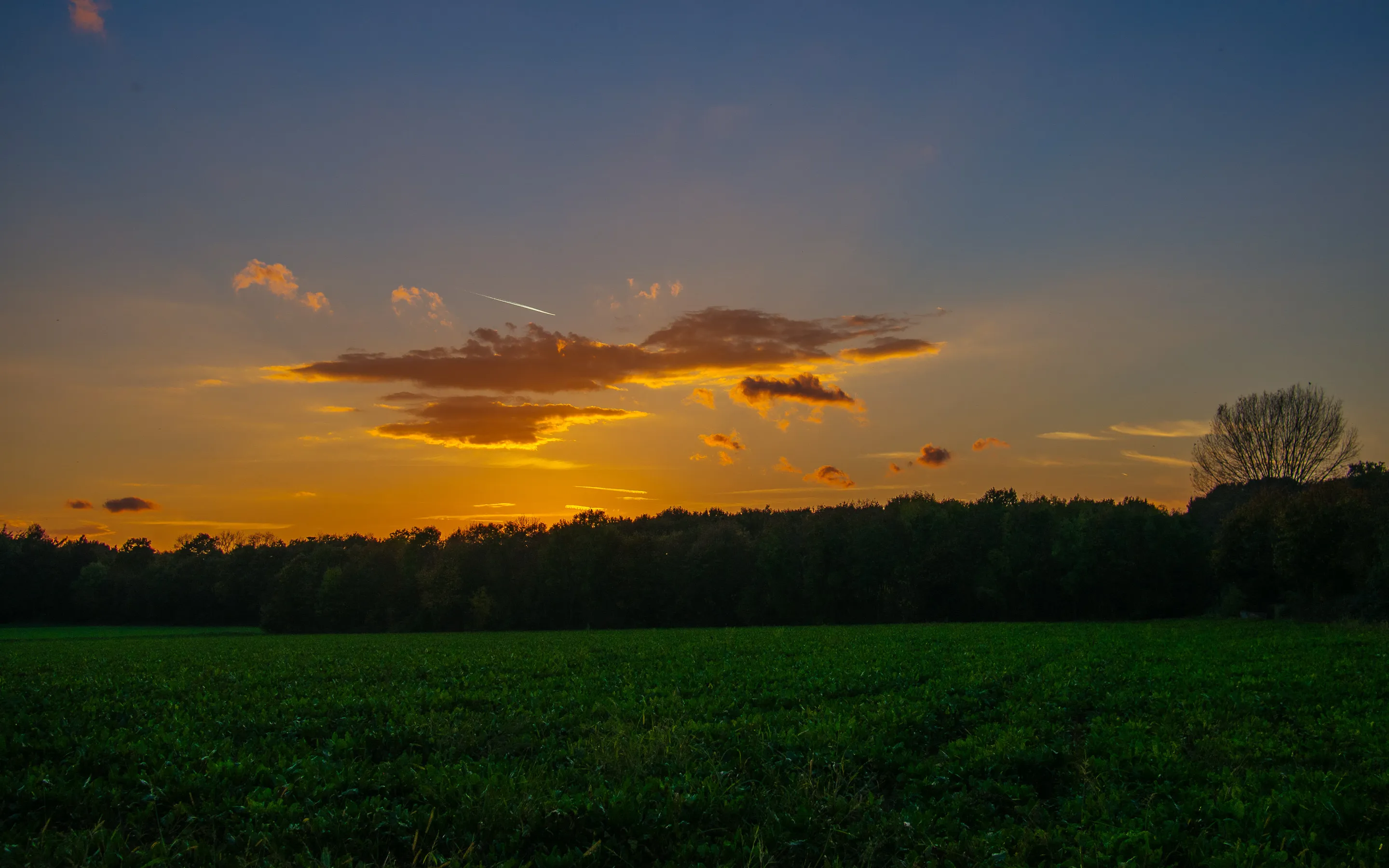 Sunset with orange clouds over a green field, silhouetted trees on horizon, contrail in sky.