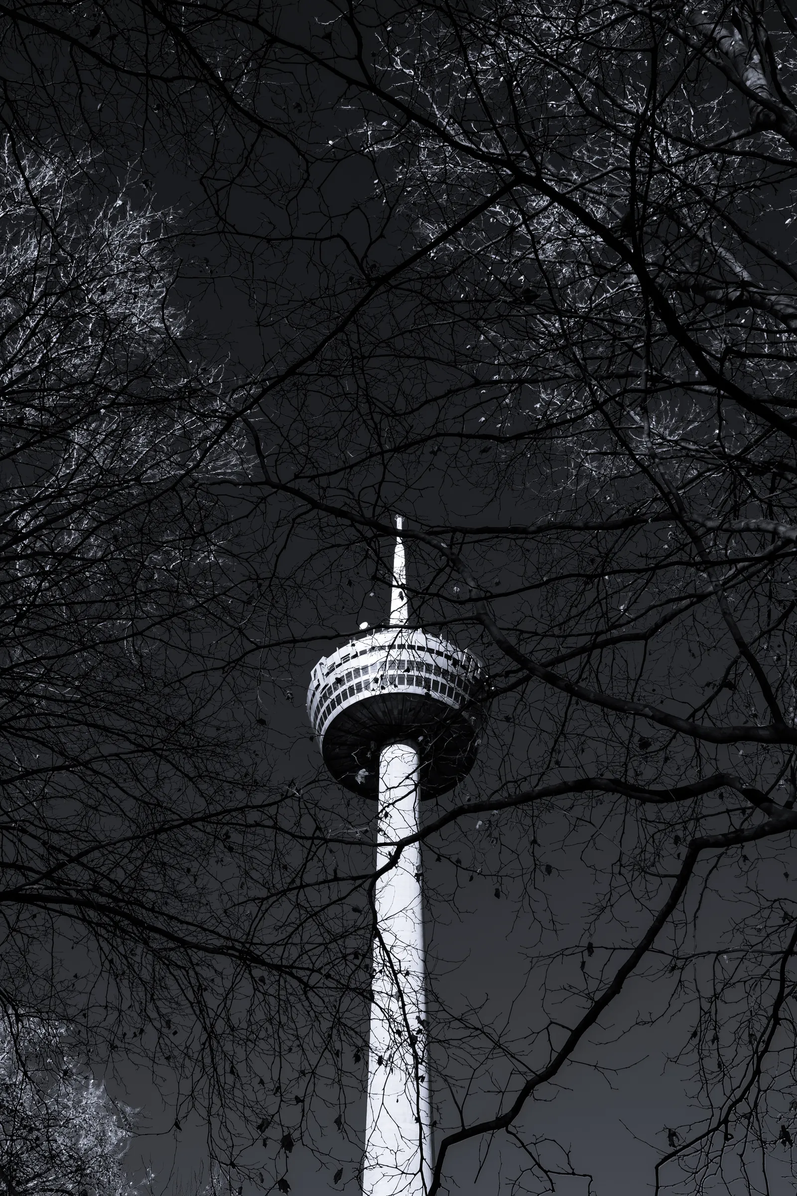 Tall tower with circular observation deck, surrounded by bare tree branches against a dark sky.