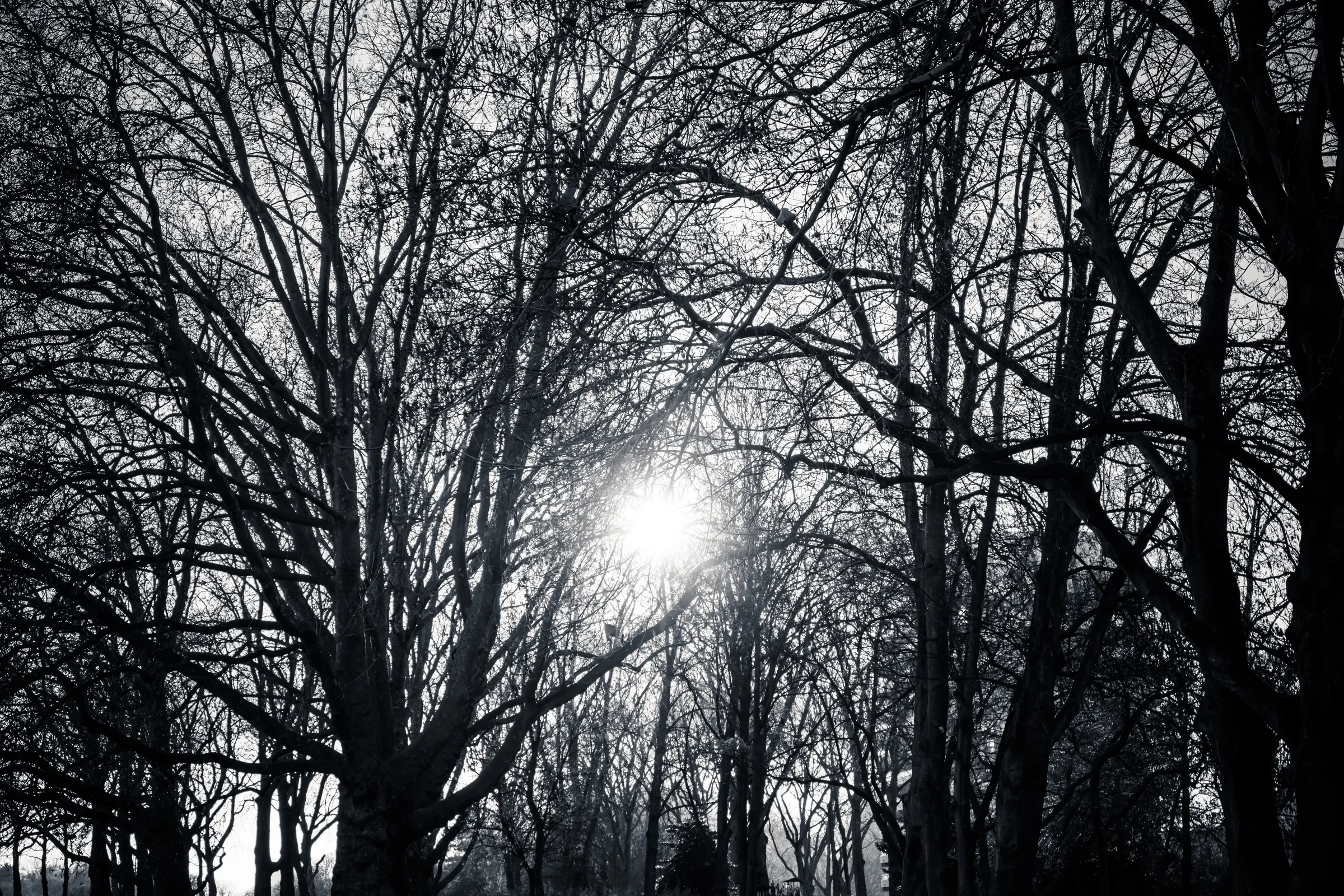 Sunlight filtering through a canopy of leafless trees, casting intricate shadows on the ground.