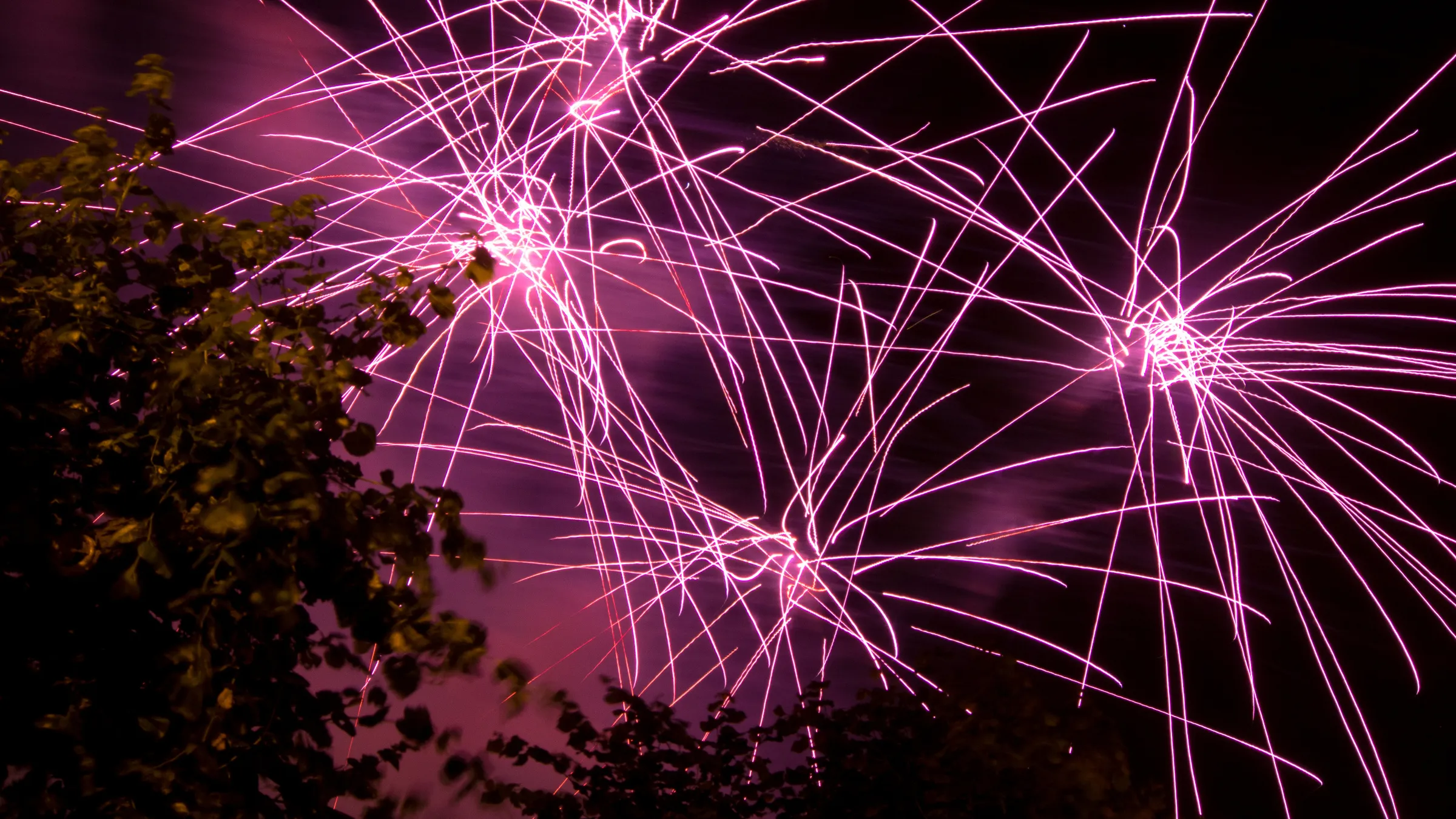 Bright pink fireworks bursting against a dark sky with silhouetted trees below.