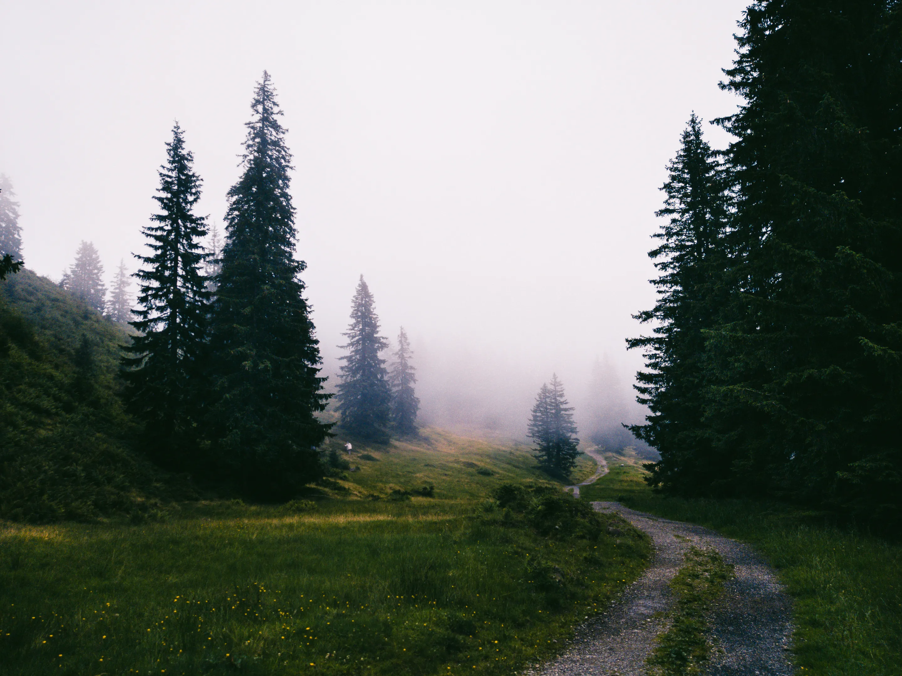 Misty forest path surrounded by tall evergreen trees.