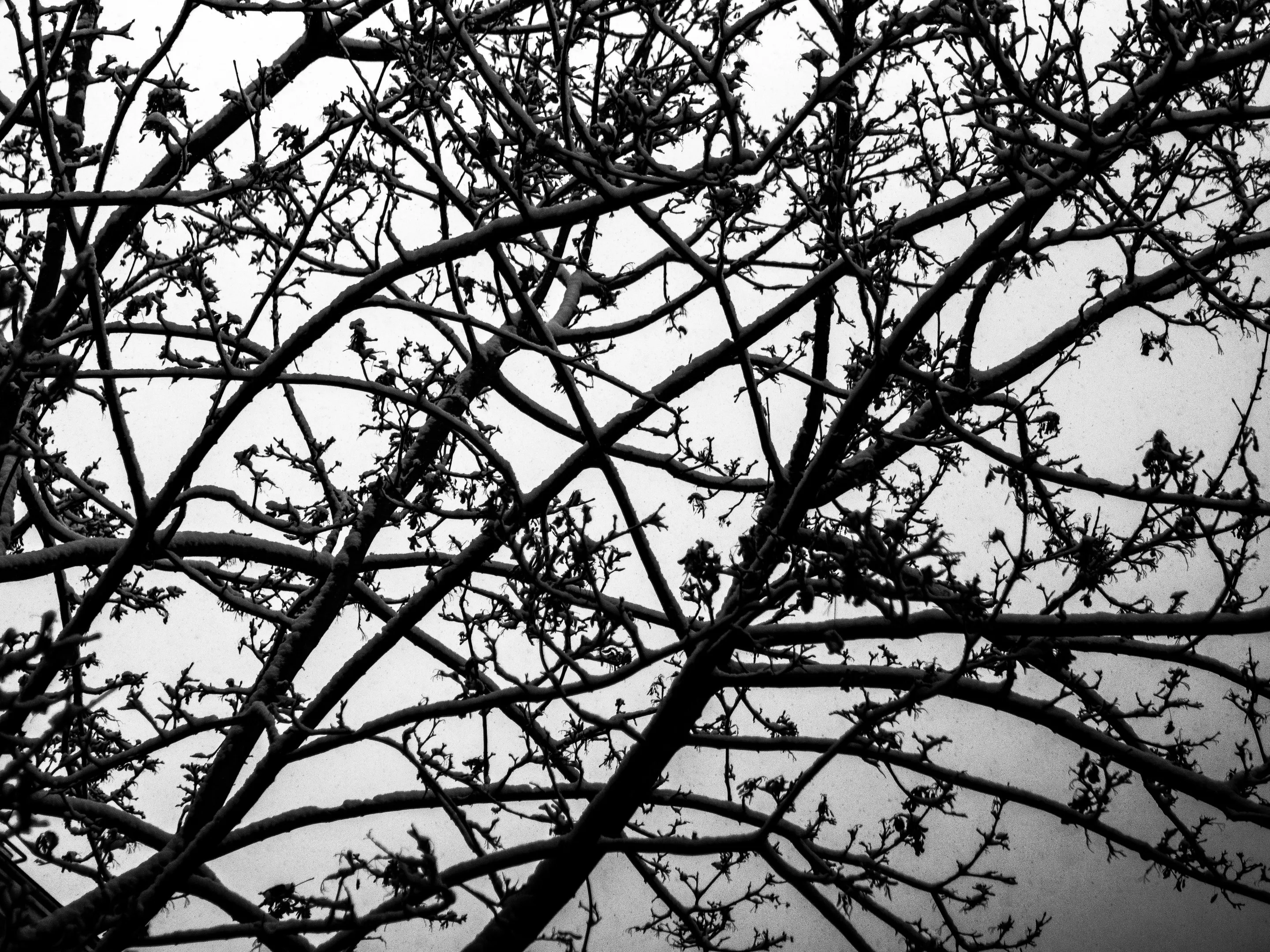 Intricate network of tree branches against a cloudy sky.