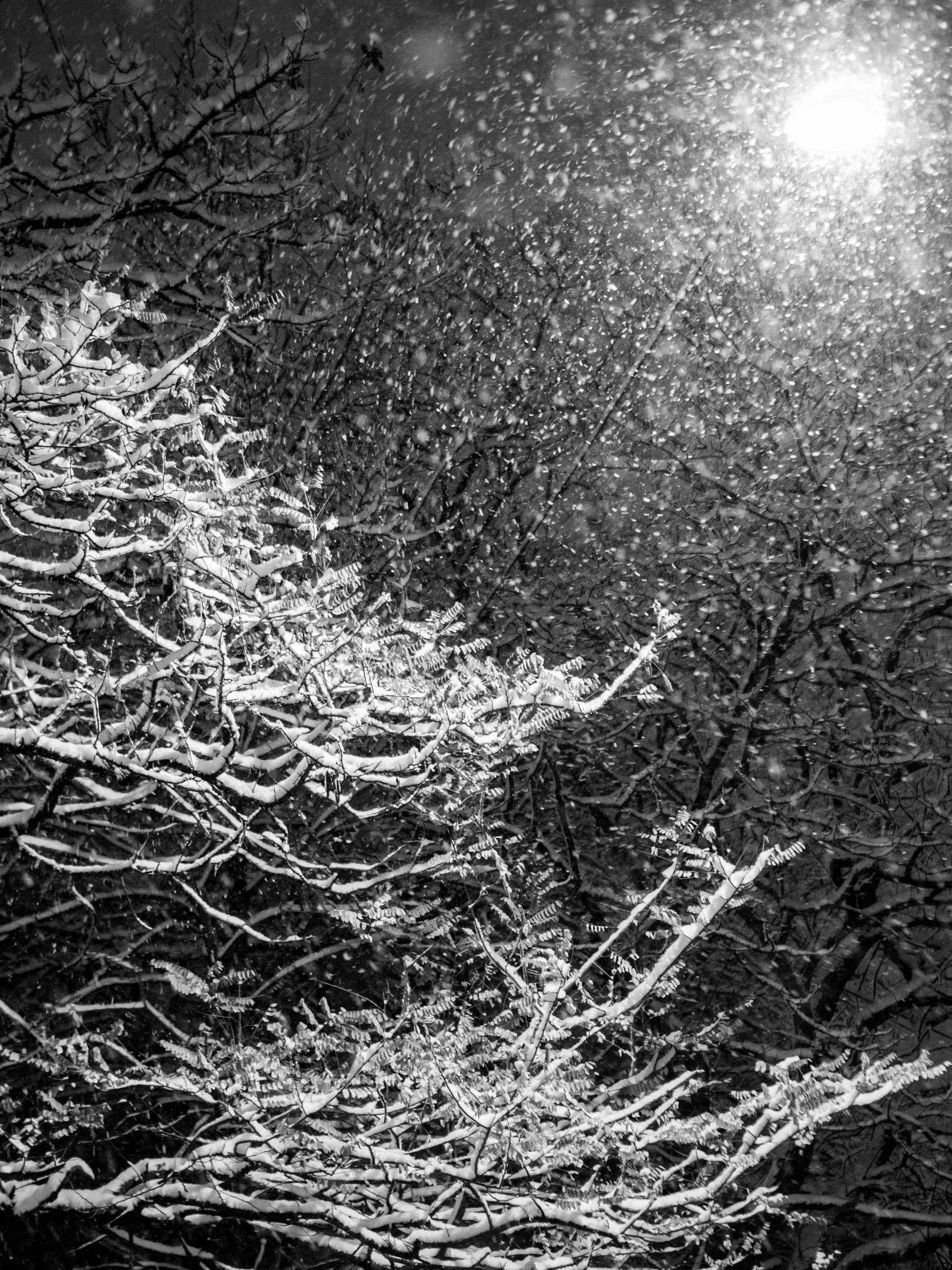 Snow-covered tree branches at night, illuminated by a distant light source.