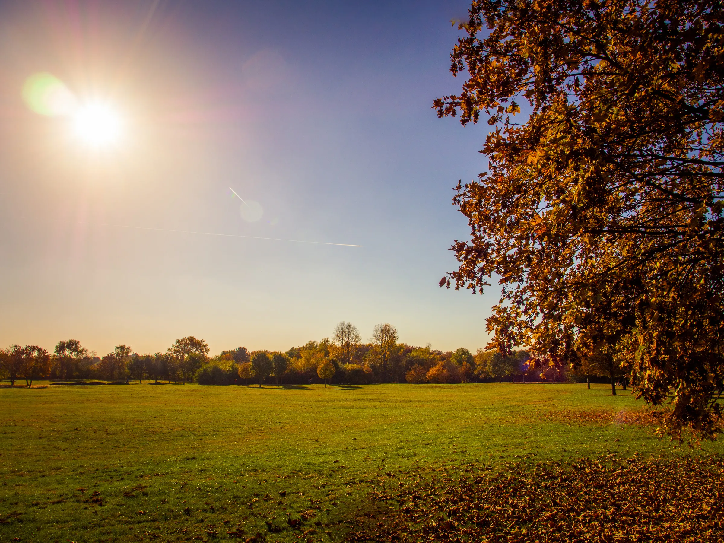 Sunlight streaming through trees in a park with fallen leaves on green grass.