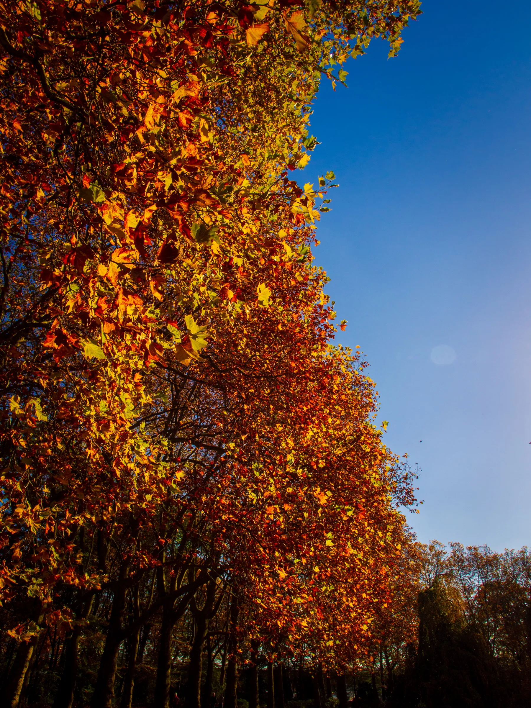 Bright blue sky with a full moon visible, contrasting vibrant autumn tree foliage in warm hues of yellow and orange.
