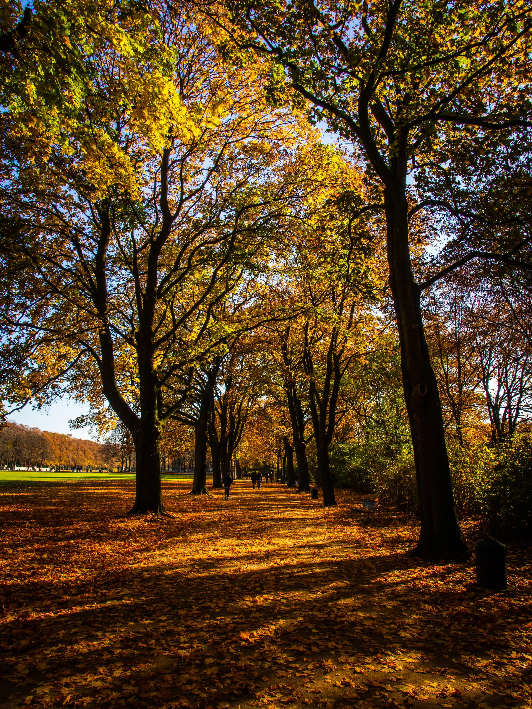 Sunlight filters through vibrant yellow autumn leaves on towering trees, casting long shadows on a carpet of fallen leaves in a park.