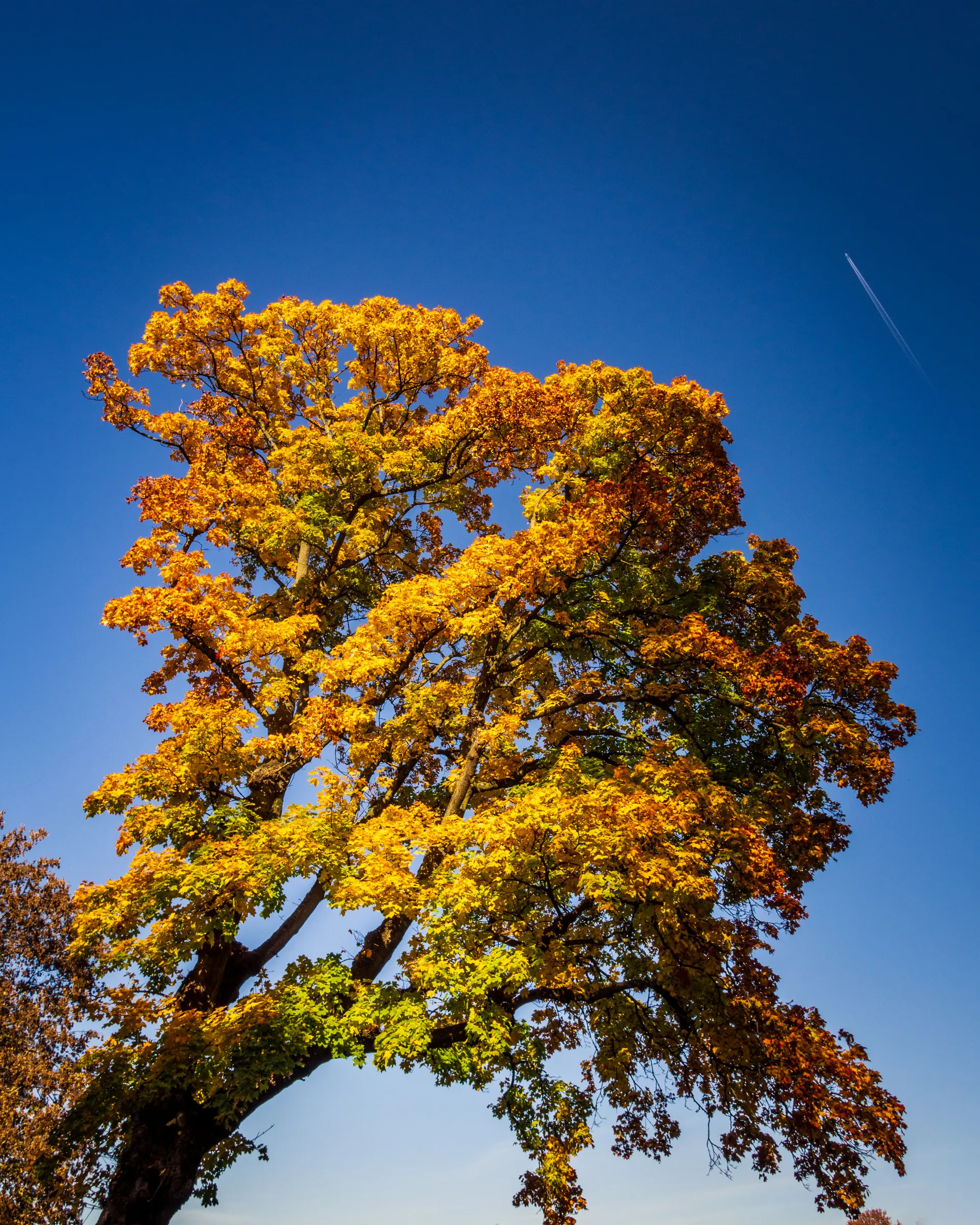 Bright blue sky with vibrant, colorful autumn tree. Contrail visible.