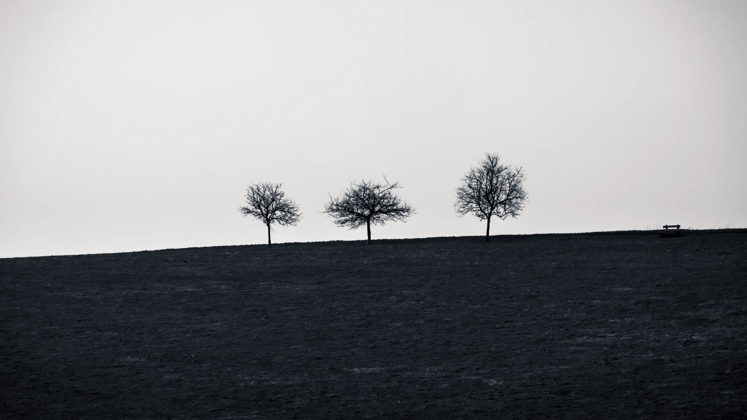 Three trees standing on a grassy hill under a clear sky, black and white.