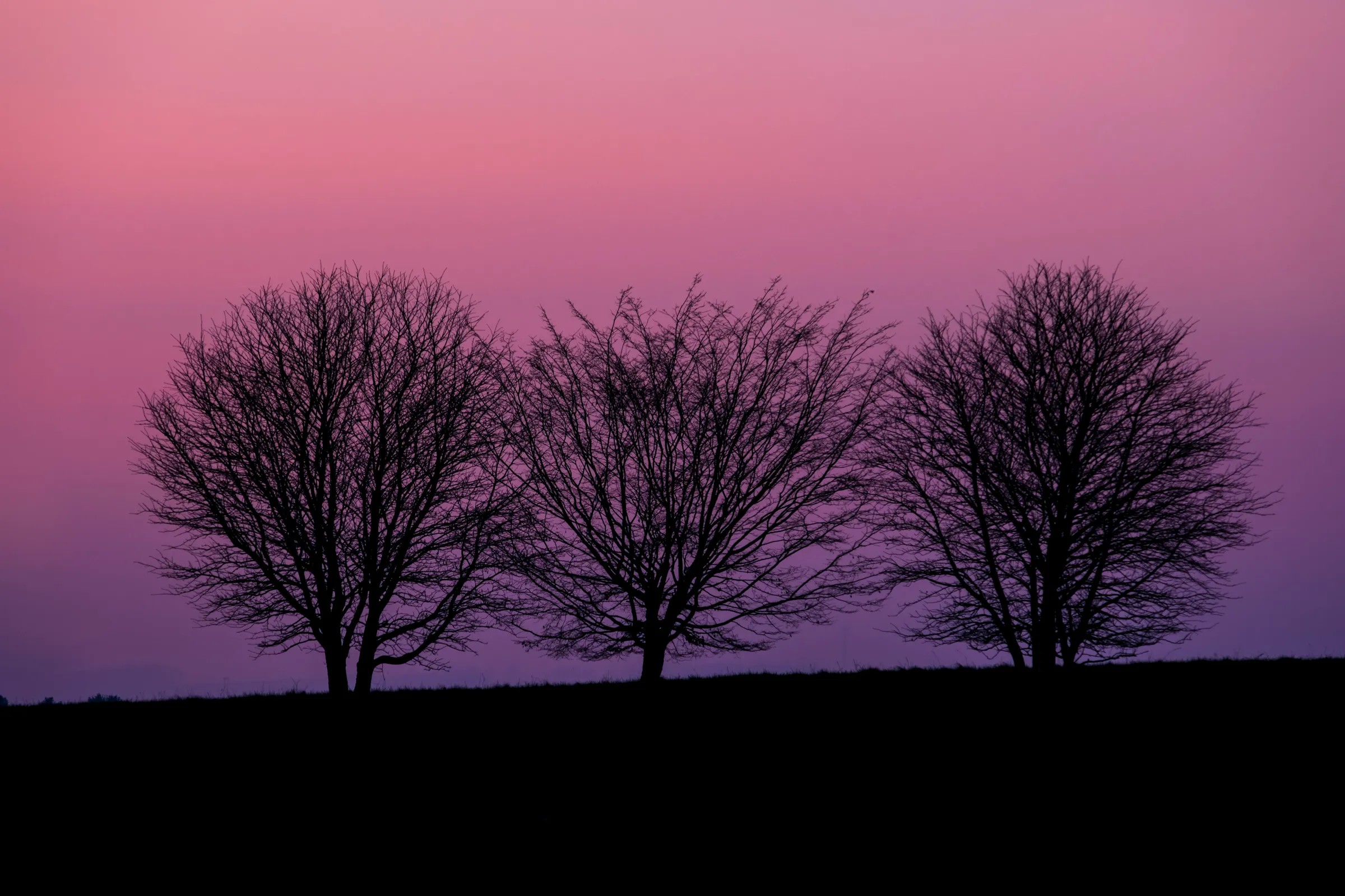 Silhouettes of three trees against a pink and purple sunset sky, with a dark landscape below.