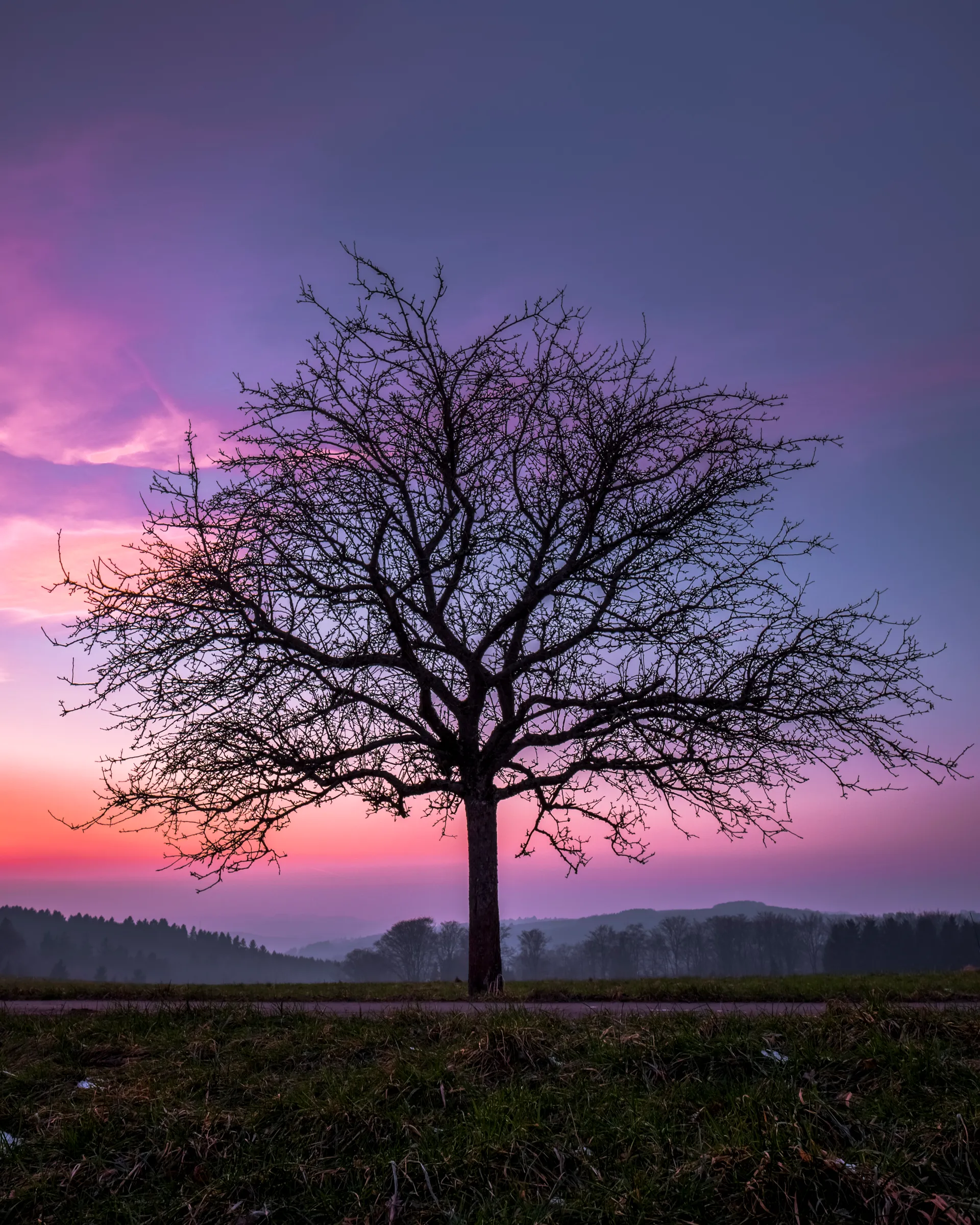 A solitary tree with bare branches at sunset in a field.