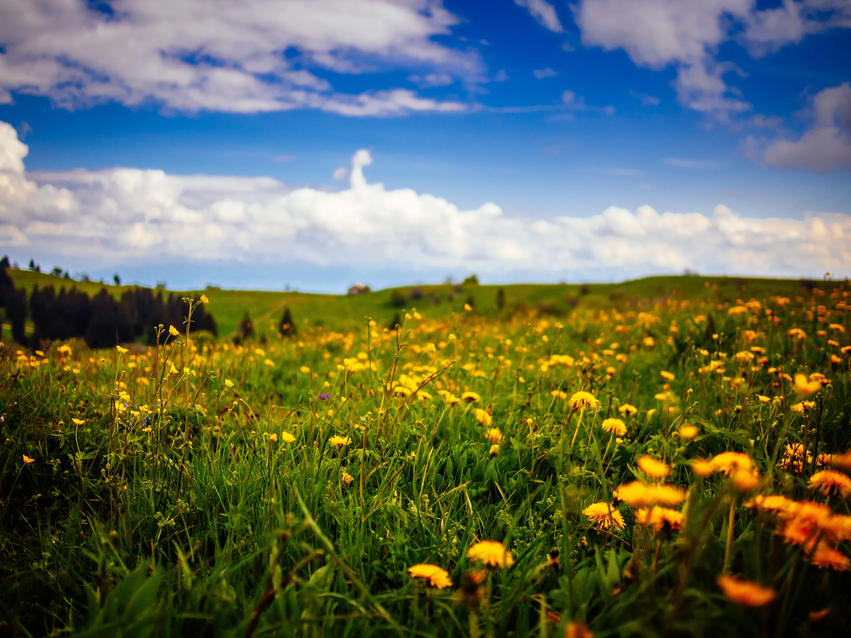 Yellow flowers in a vibrant green field under a blue sky with white clouds.