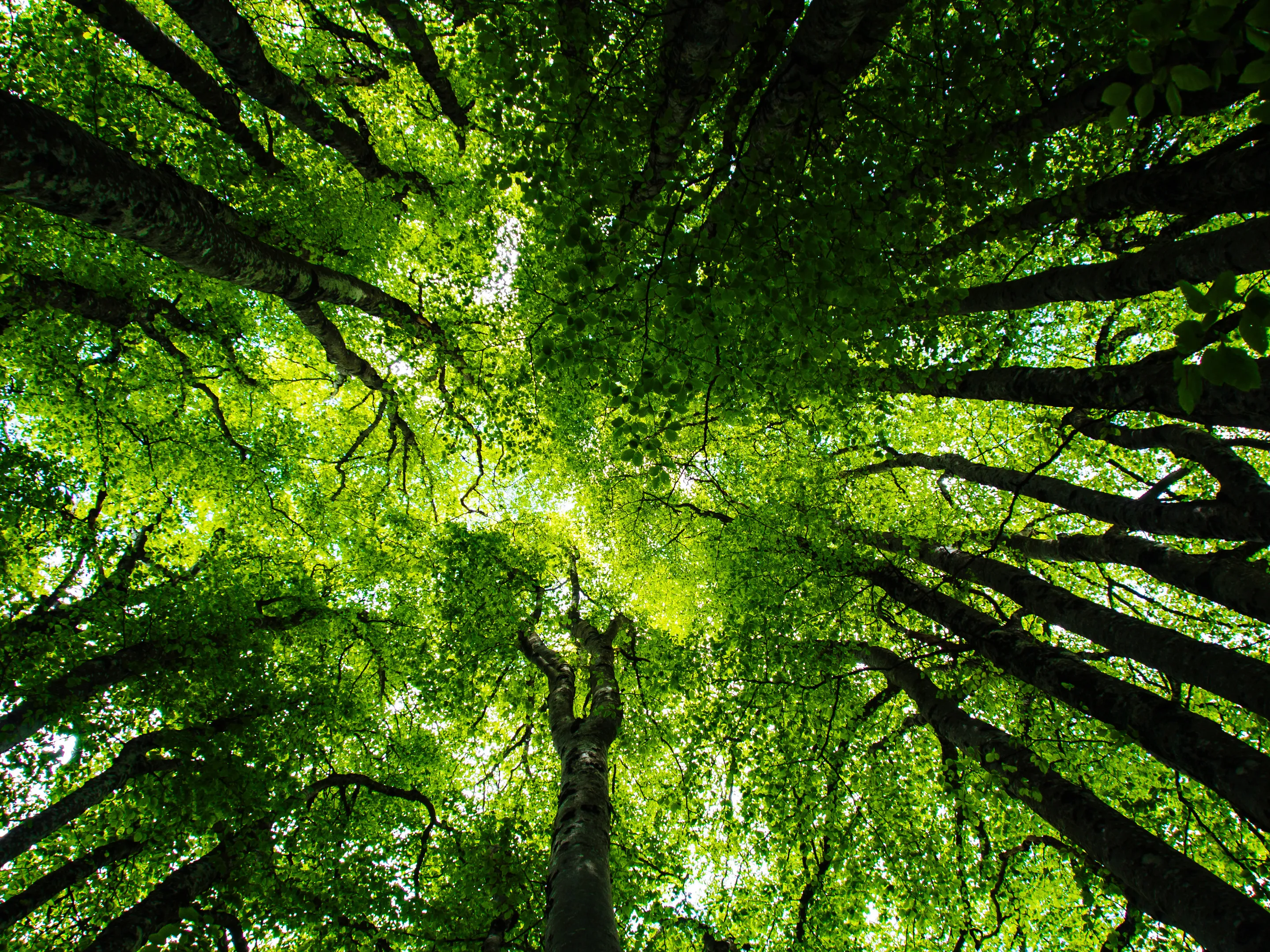 Tall trees with dense green foliage, sunlight streaming through branches.