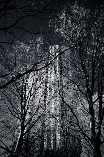 Tall skyscraper towering above bare winter trees, silhouetted against a bright sky.