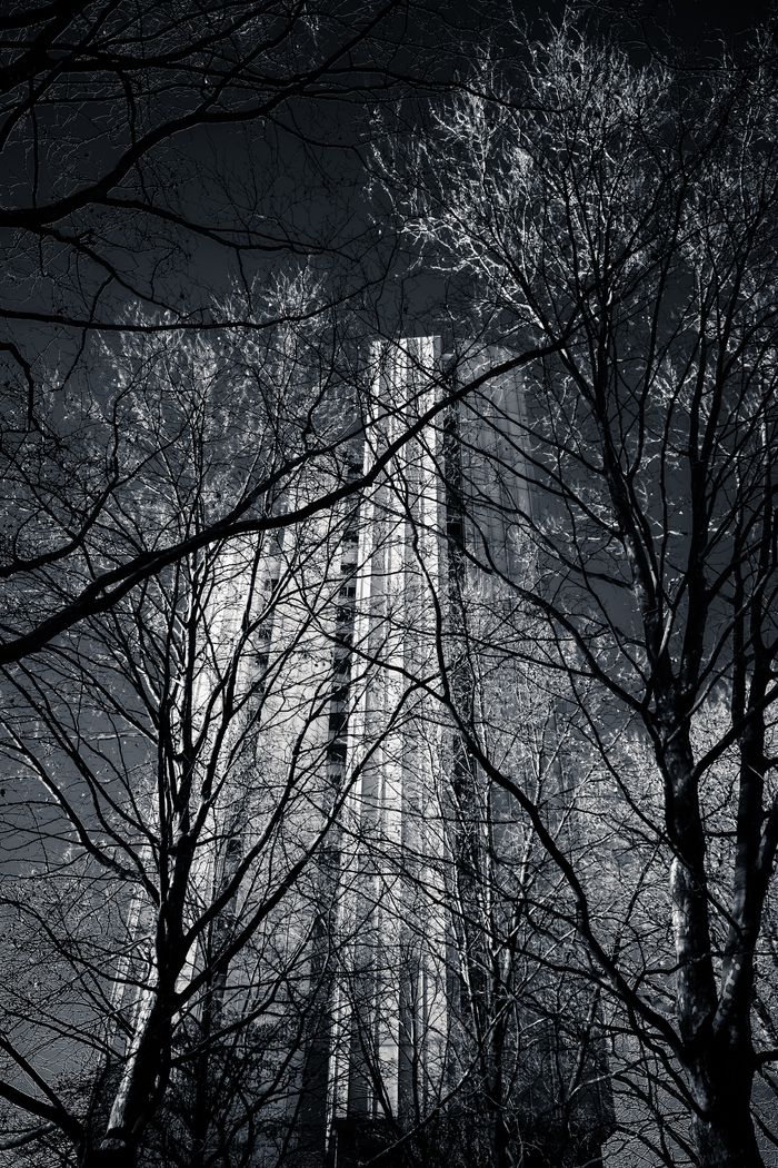 Tall skyscraper towering above bare winter trees, silhouetted against a bright sky.