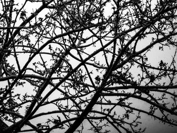 Intricate network of tree branches against a cloudy sky.