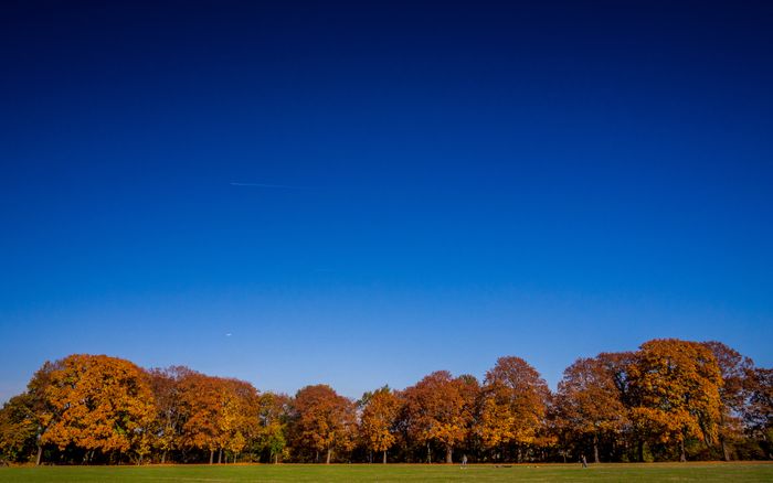 Bright blue sky above vibrant autumn trees in a park at dusk.
