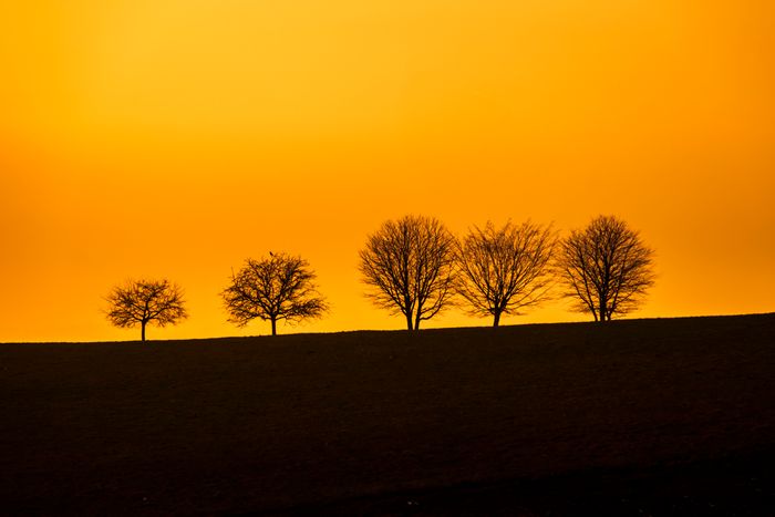 Four silhouetted trees on a hill at sunset with vibrant orange sky.