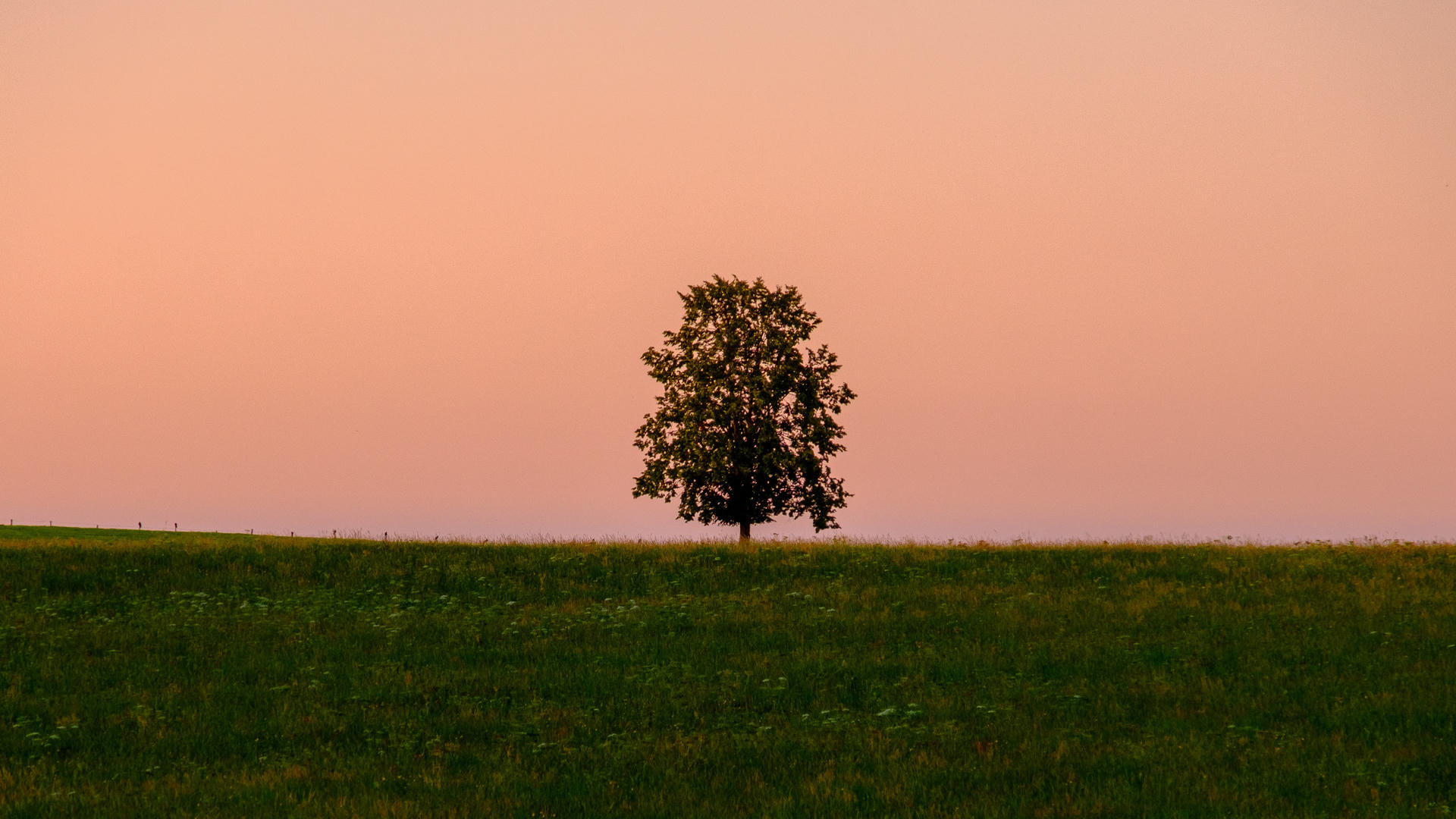 Lone tree silhouetted at sunset in a green field.