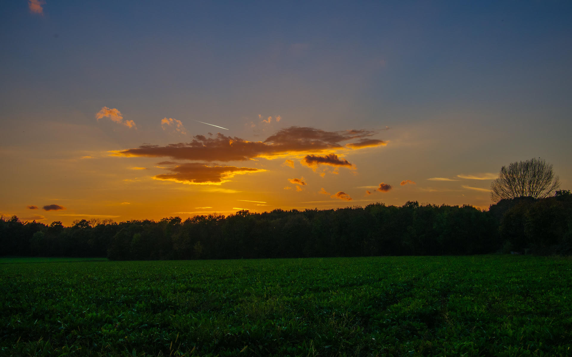 Sunset with orange clouds over a green field, silhouetted trees on horizon, contrail in sky.