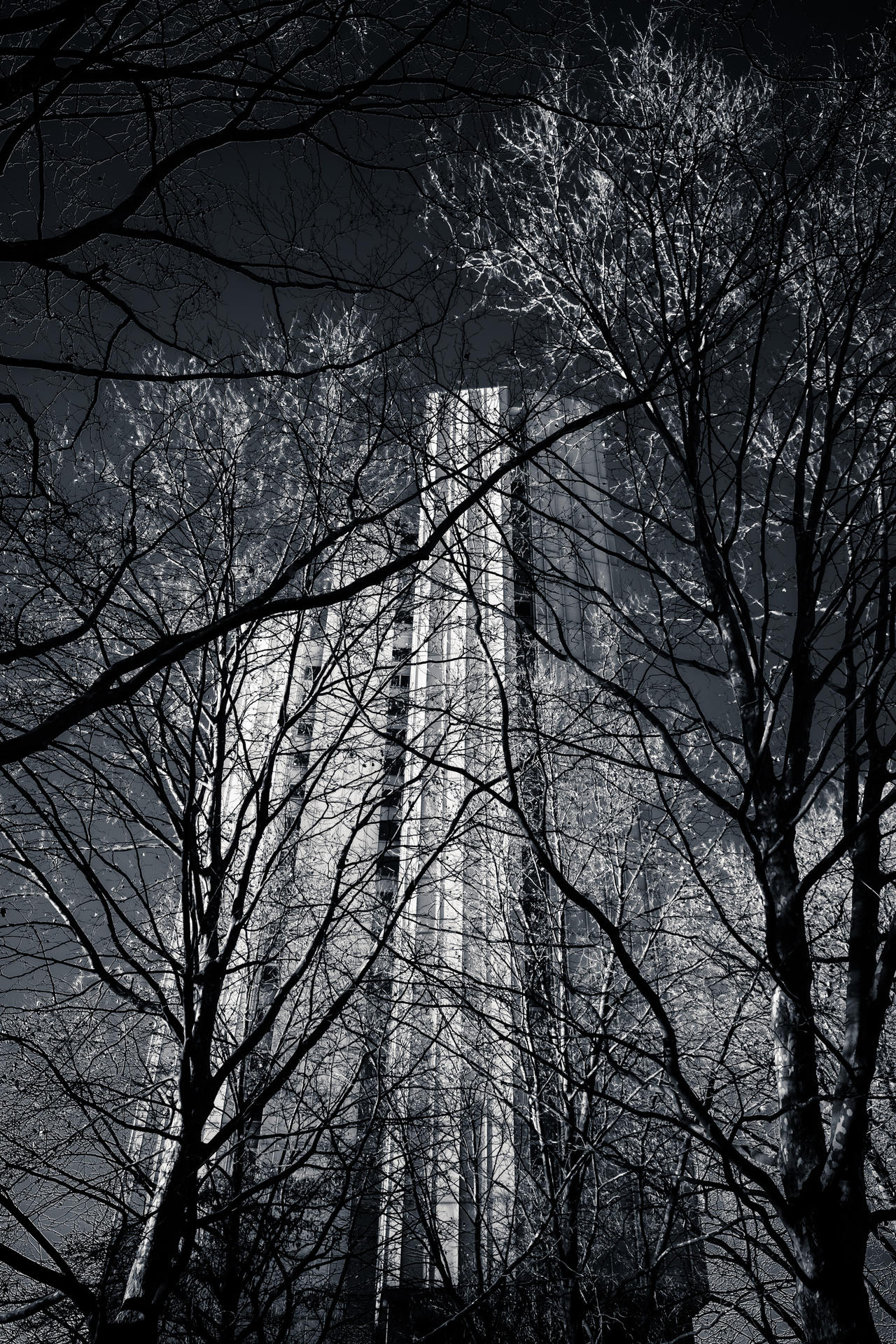 Tall skyscraper towering above bare winter trees, silhouetted against a bright sky.