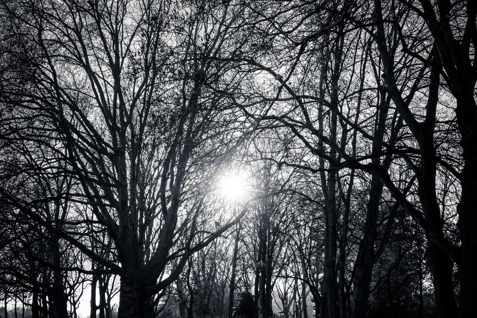Sunlight filtering through a canopy of leafless trees, casting intricate shadows on the ground.