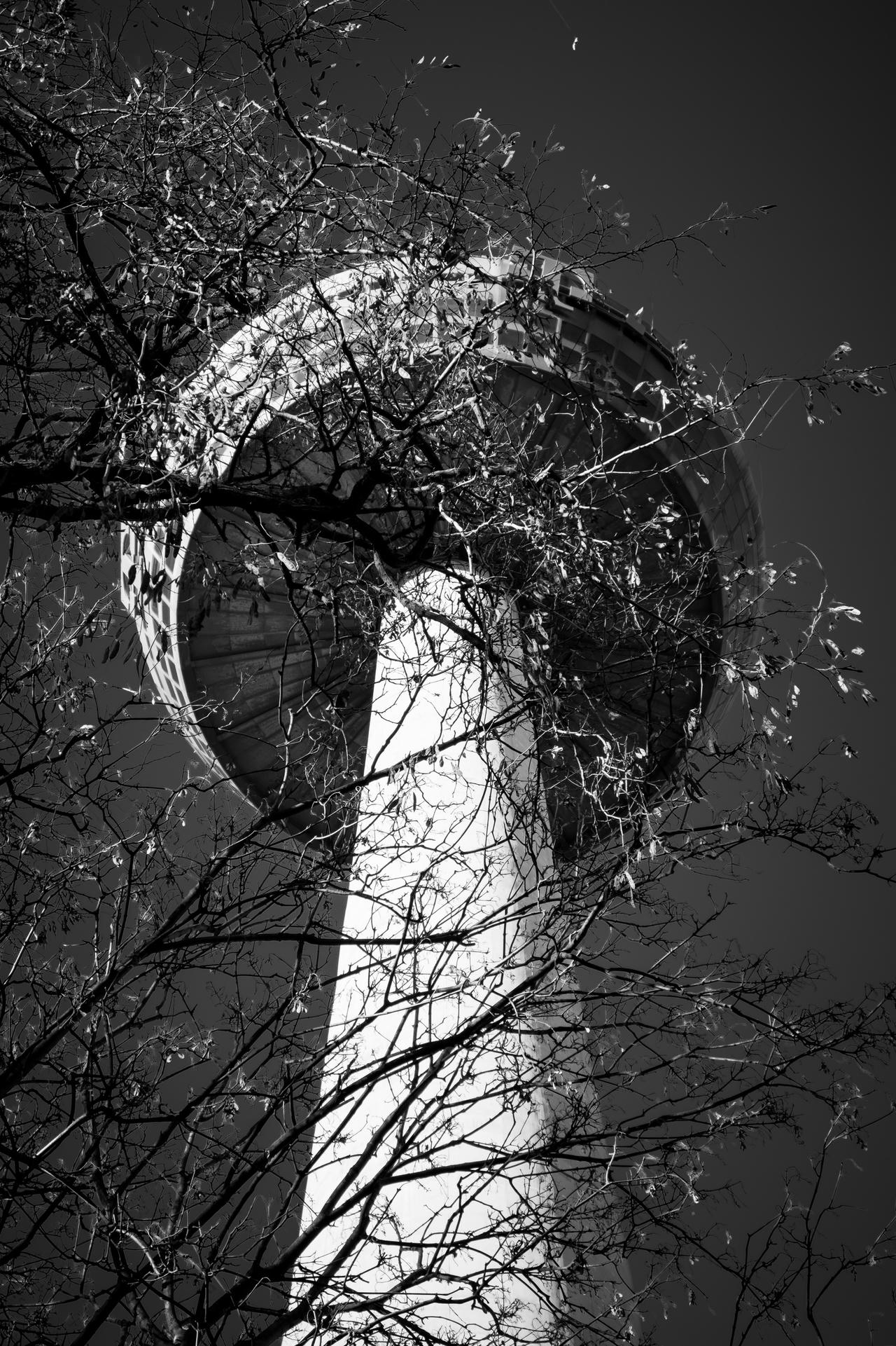 Tall clock tower with intricate face partially obscured by bare branches at dusk, black and white.