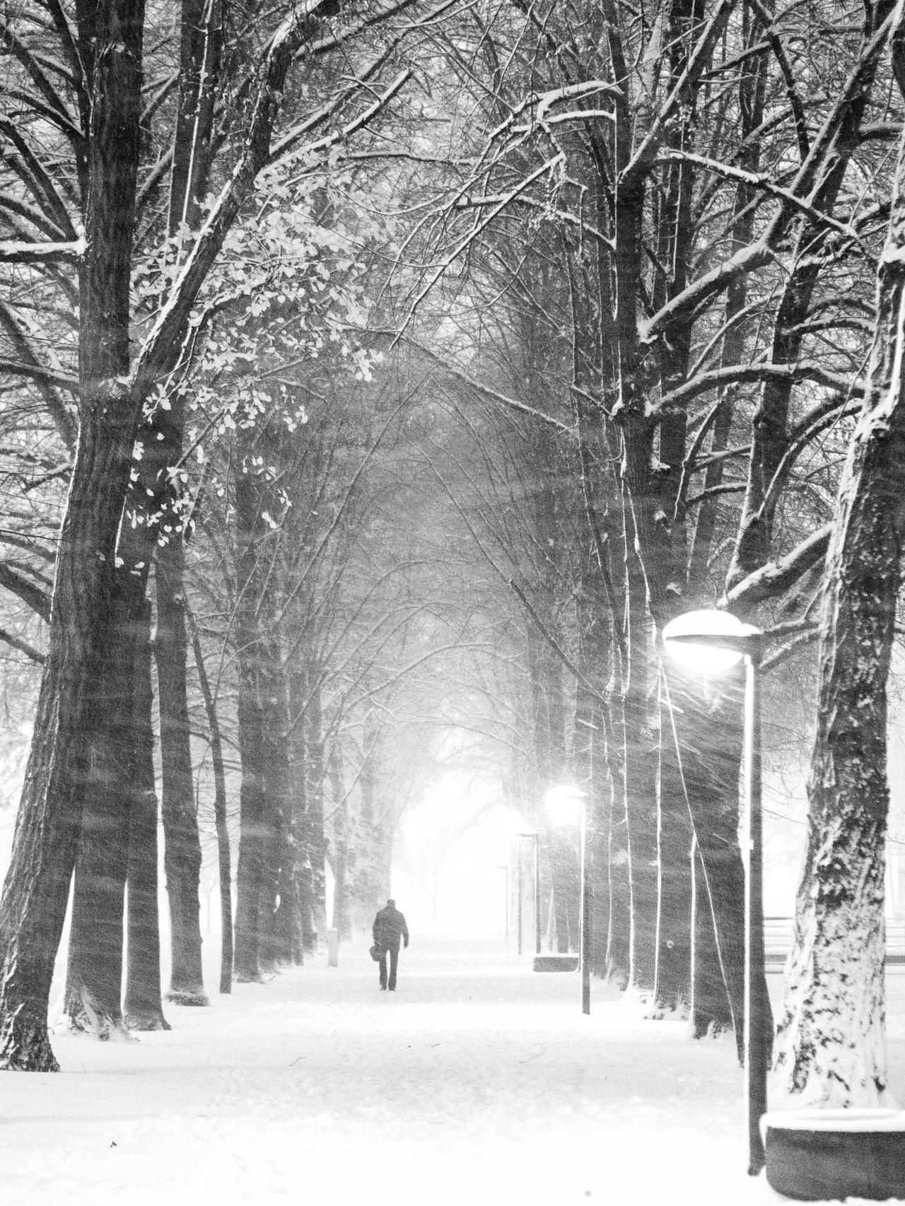 A solitary figure walking down a snow-covered path between tall trees with bare branches, illuminated by lampposts in a winter landscape.