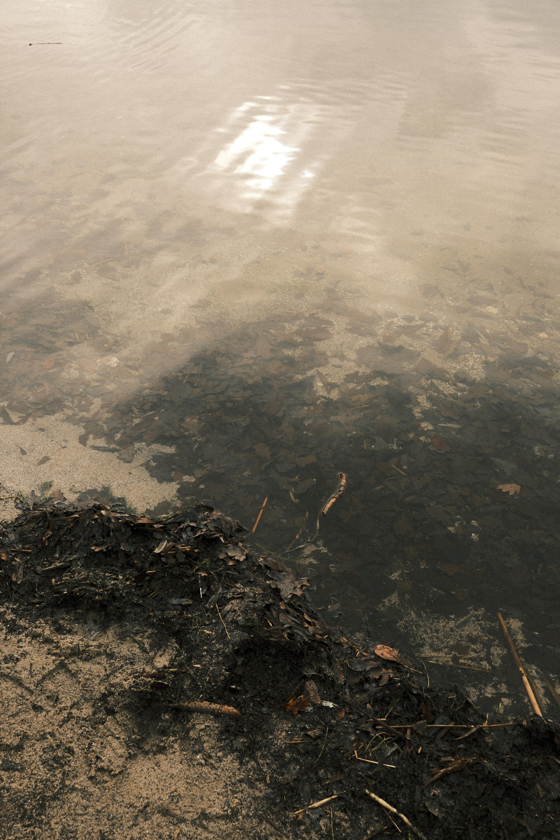 Sunlight reflecting on murky water with submerged branches and leaves, creating intricate patterns.