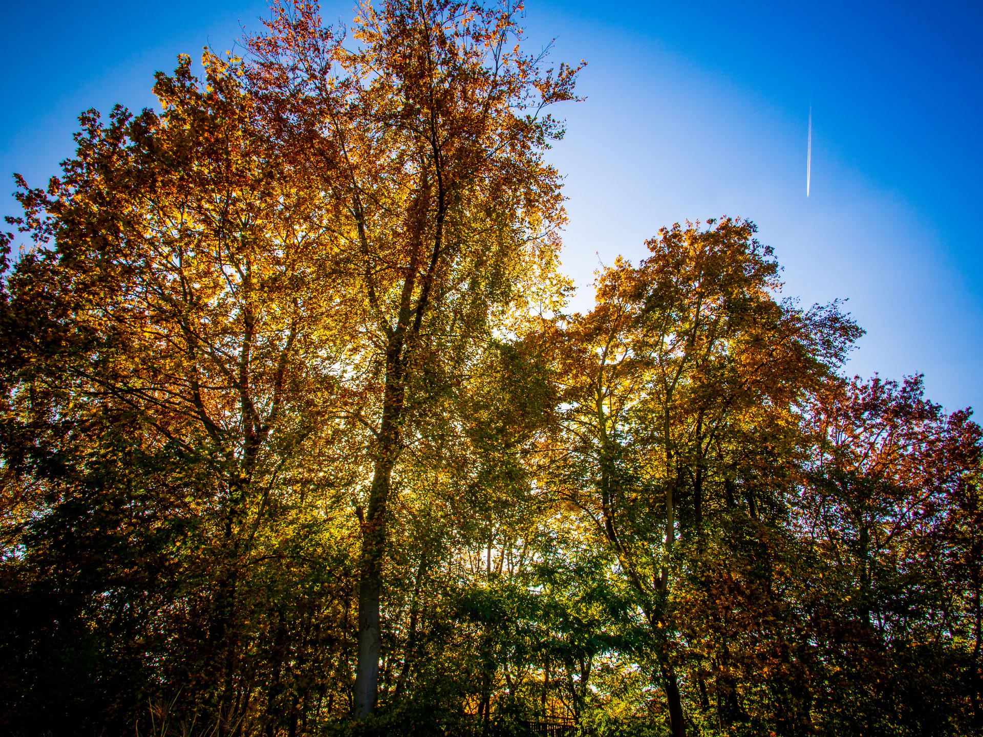 Tall trees with colorful autumn foliage against a clear blue sky, sunlight filtering through branches.