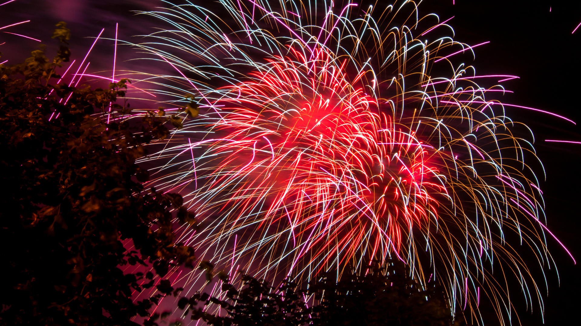 Vibrant fireworks burst in night sky, reds, pinks, whites against dark background with silhouetted trees.