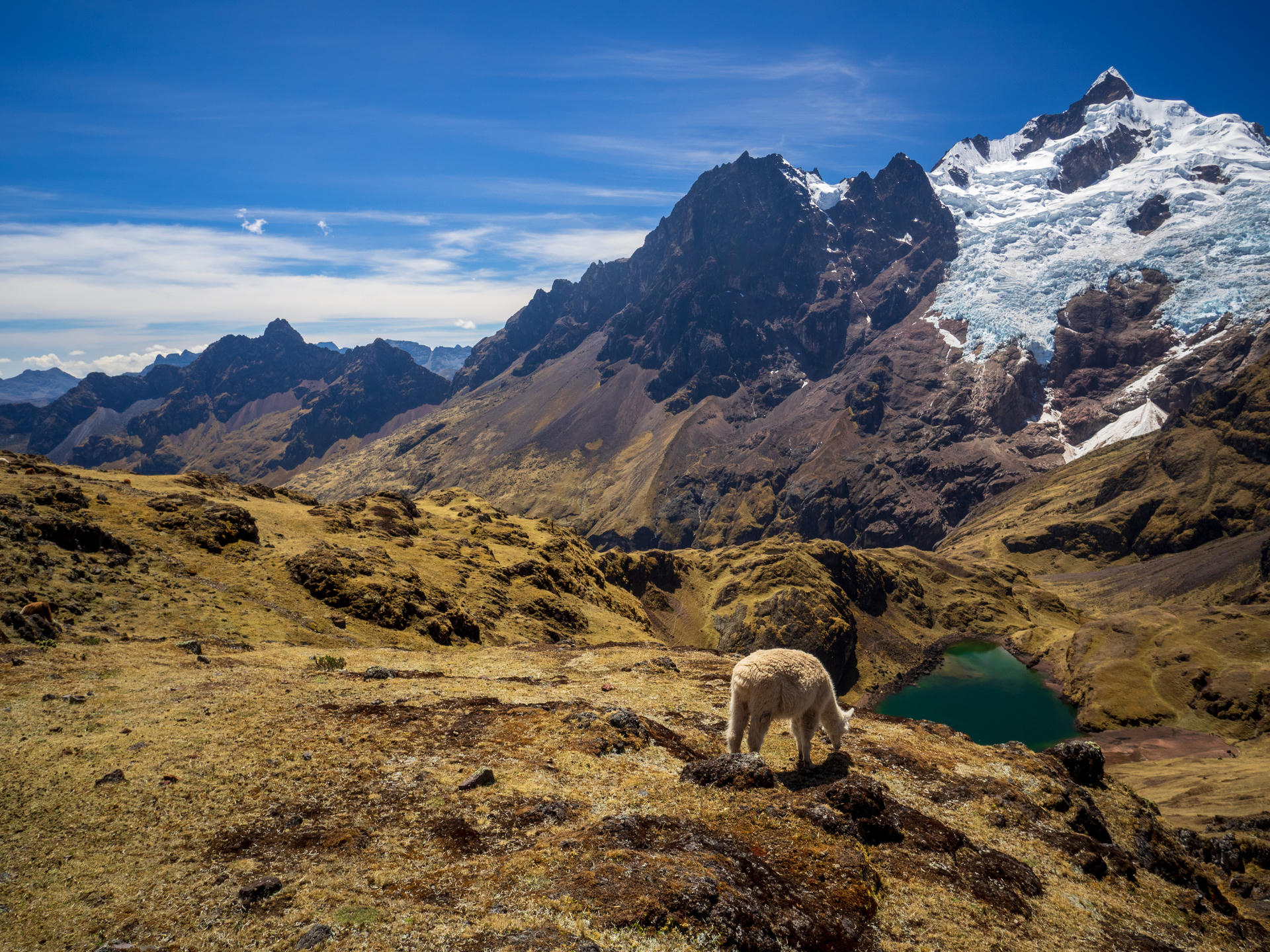 Llamas grazing in high-altitude mountain landscape with snow-capped peaks, a small lake, and clear blue skies.