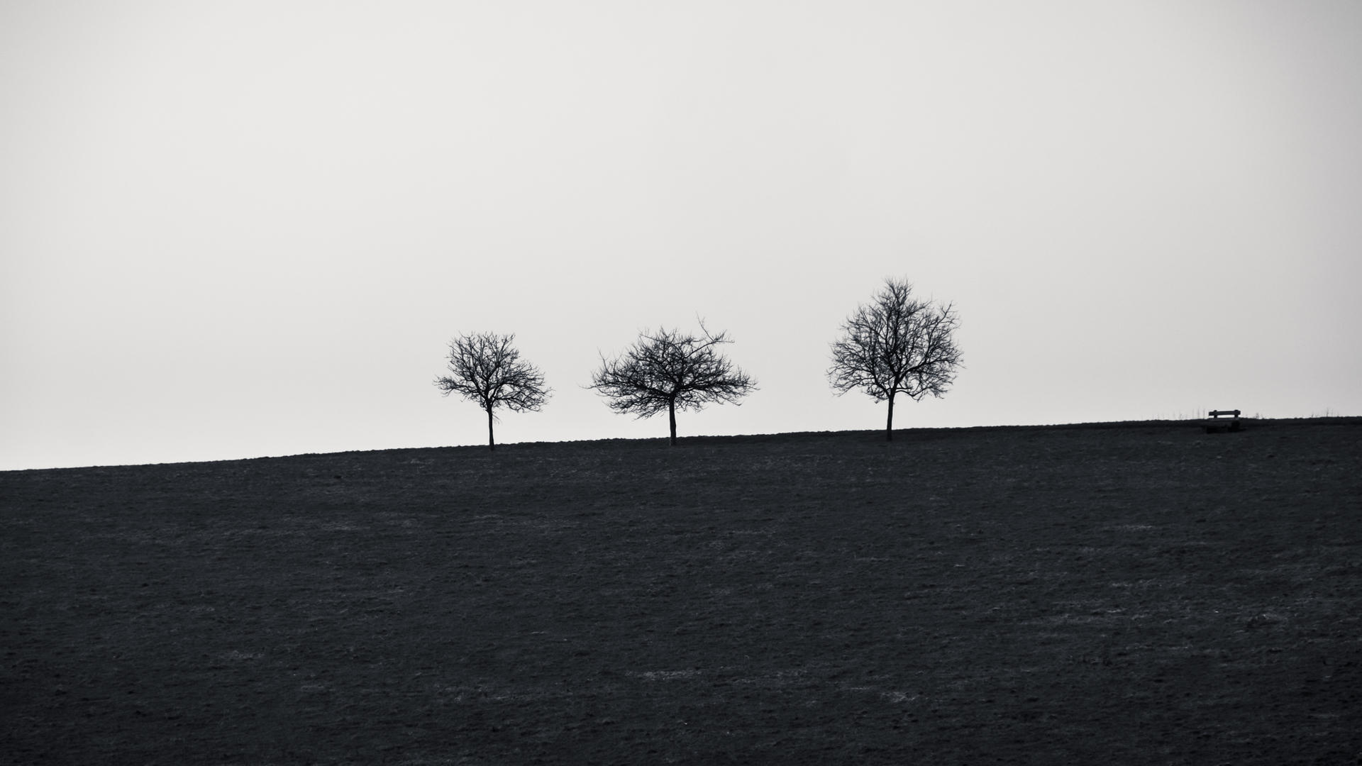 Three trees standing on a grassy hill under a clear sky, black and white.