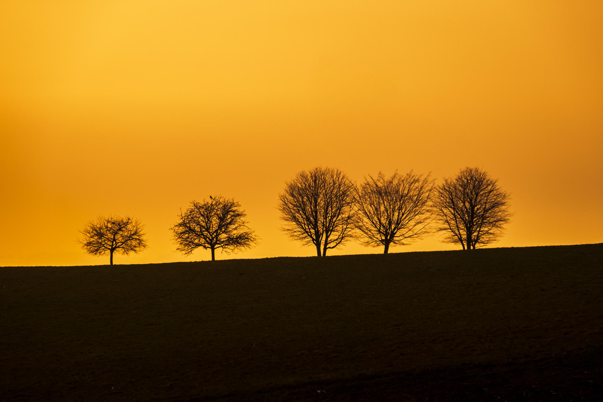 Four silhouetted trees on a hill at sunset with vibrant orange sky.