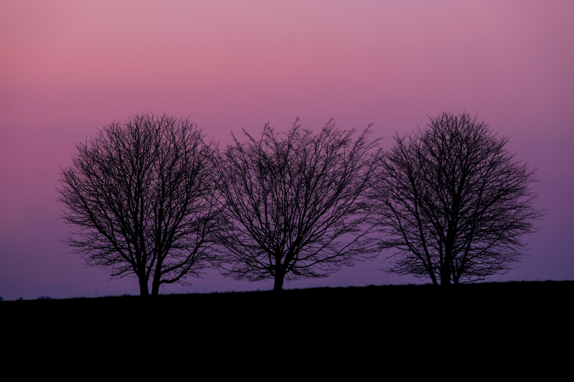 Silhouettes of three trees against a pink and purple sunset sky, with a dark landscape below.